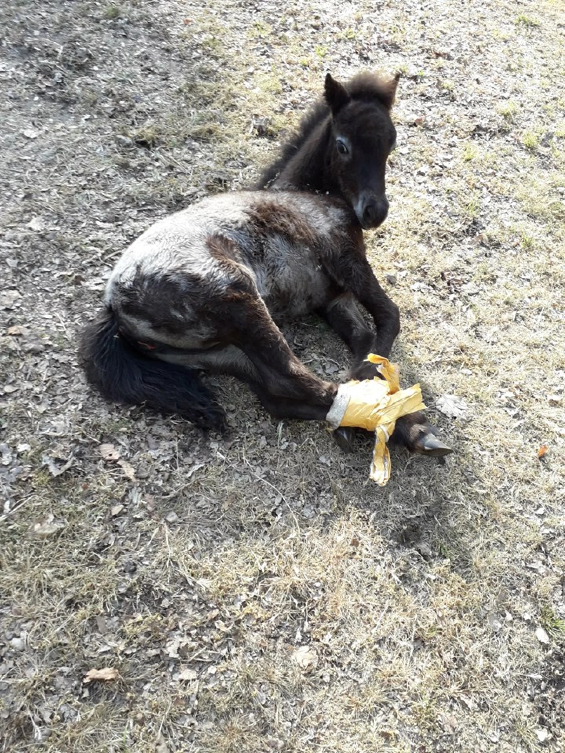 Dierenbeul tapet achterste poten van veulen aan elkaar