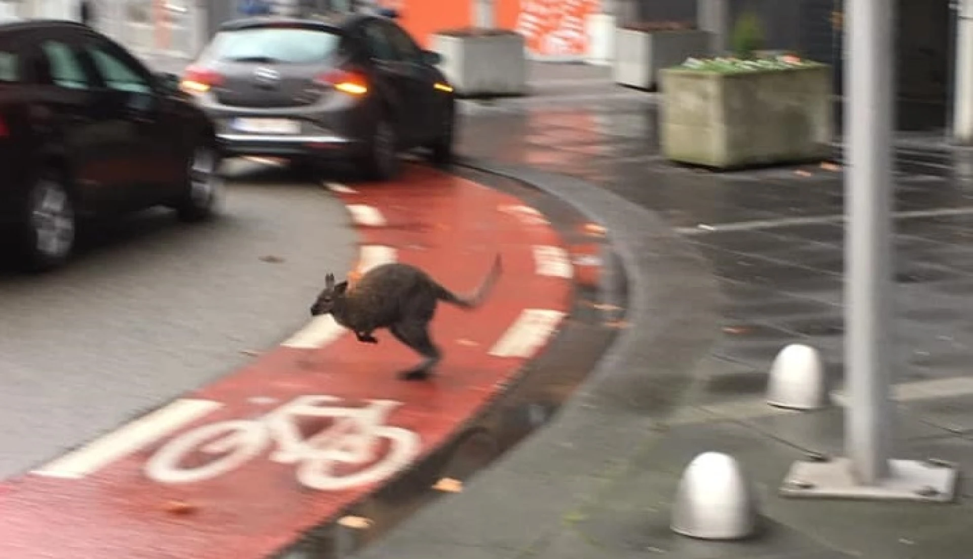 Ontsnapte wallaby twee uur lang op wandel in centrum van Genk