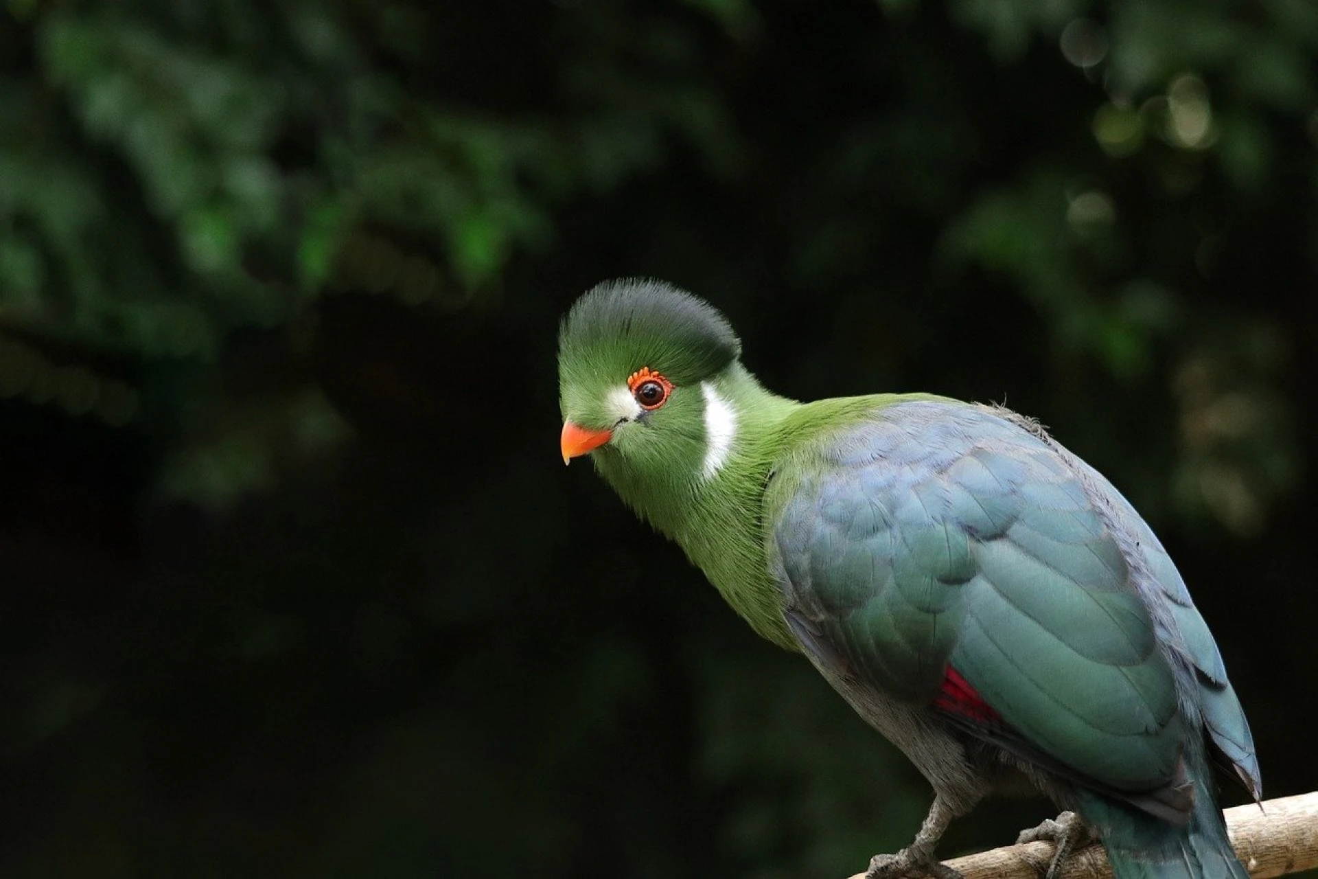 Natuurhulpcentrum in Oudsbergen vangt Witwangtoerako in Zepperen
