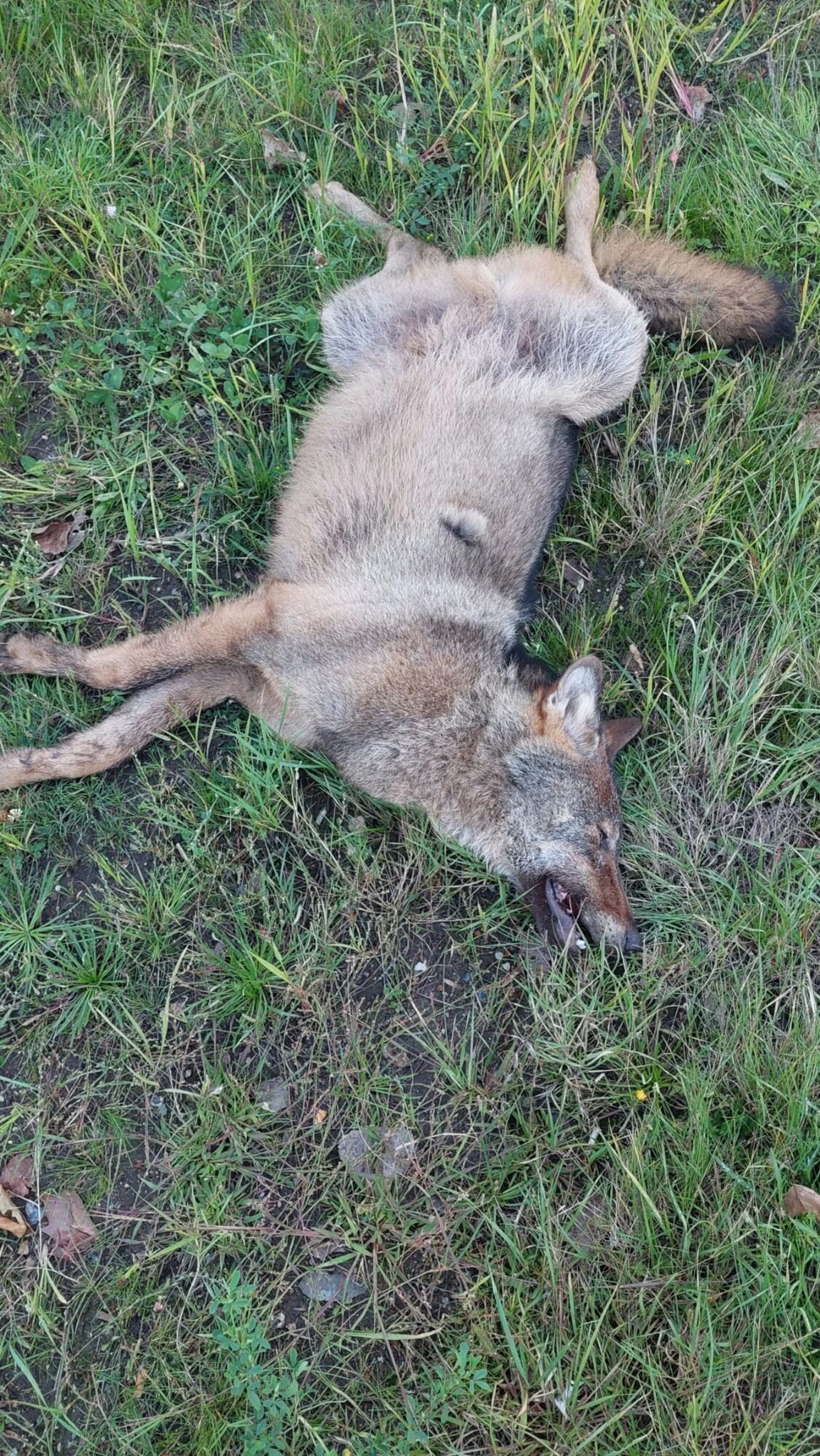 Opnieuw wolf doodgereden in Helchteren