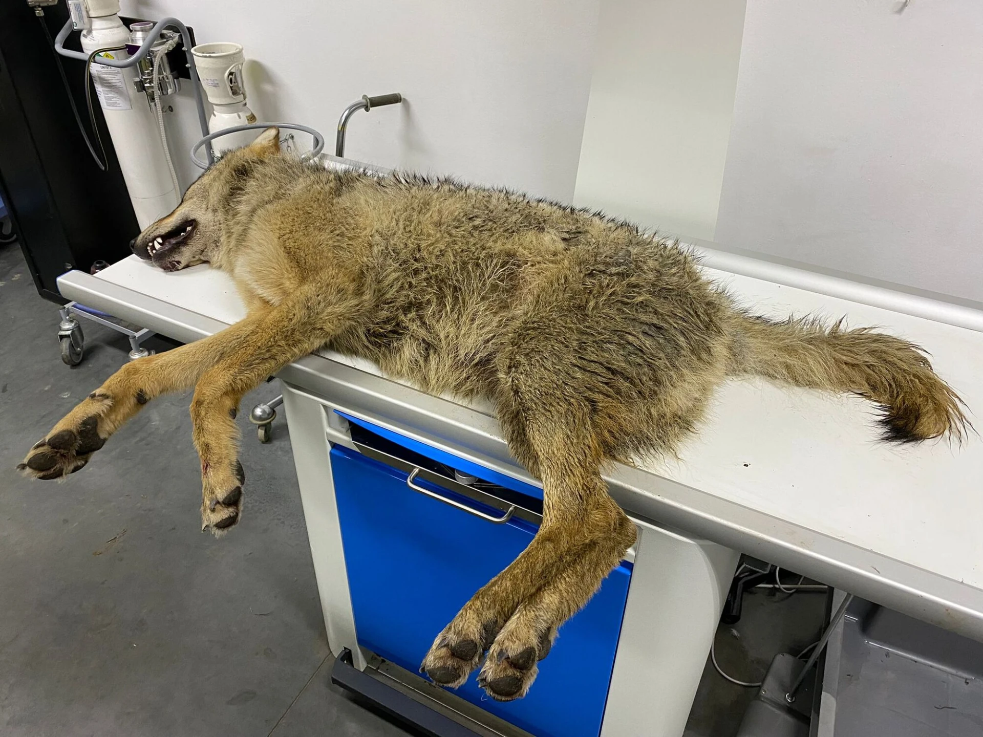Voor derde keer wolf doodgereden op Noord-Zuid
