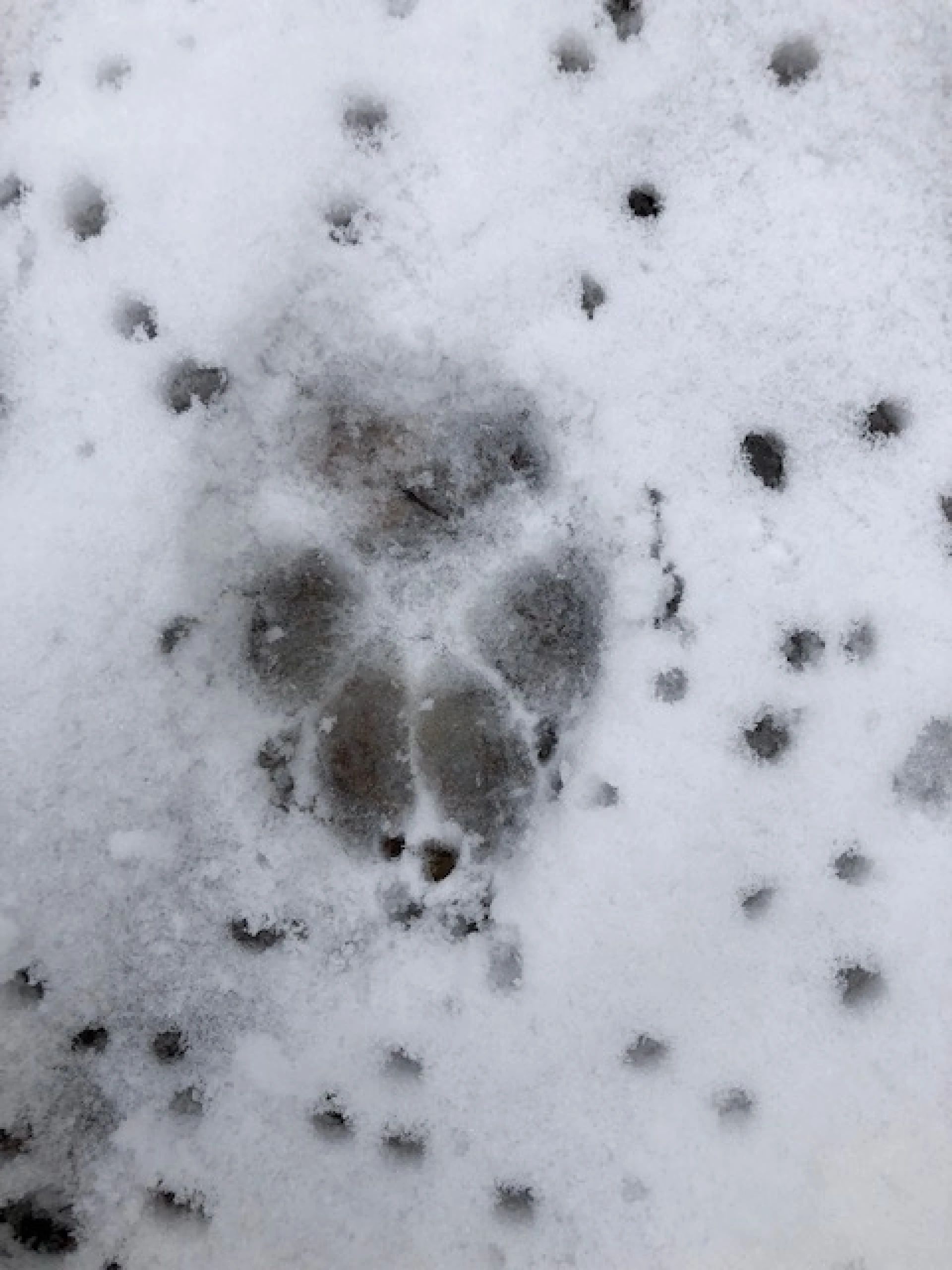 Twee wandelaars staan oog in oog met wolf in Oudsbergen