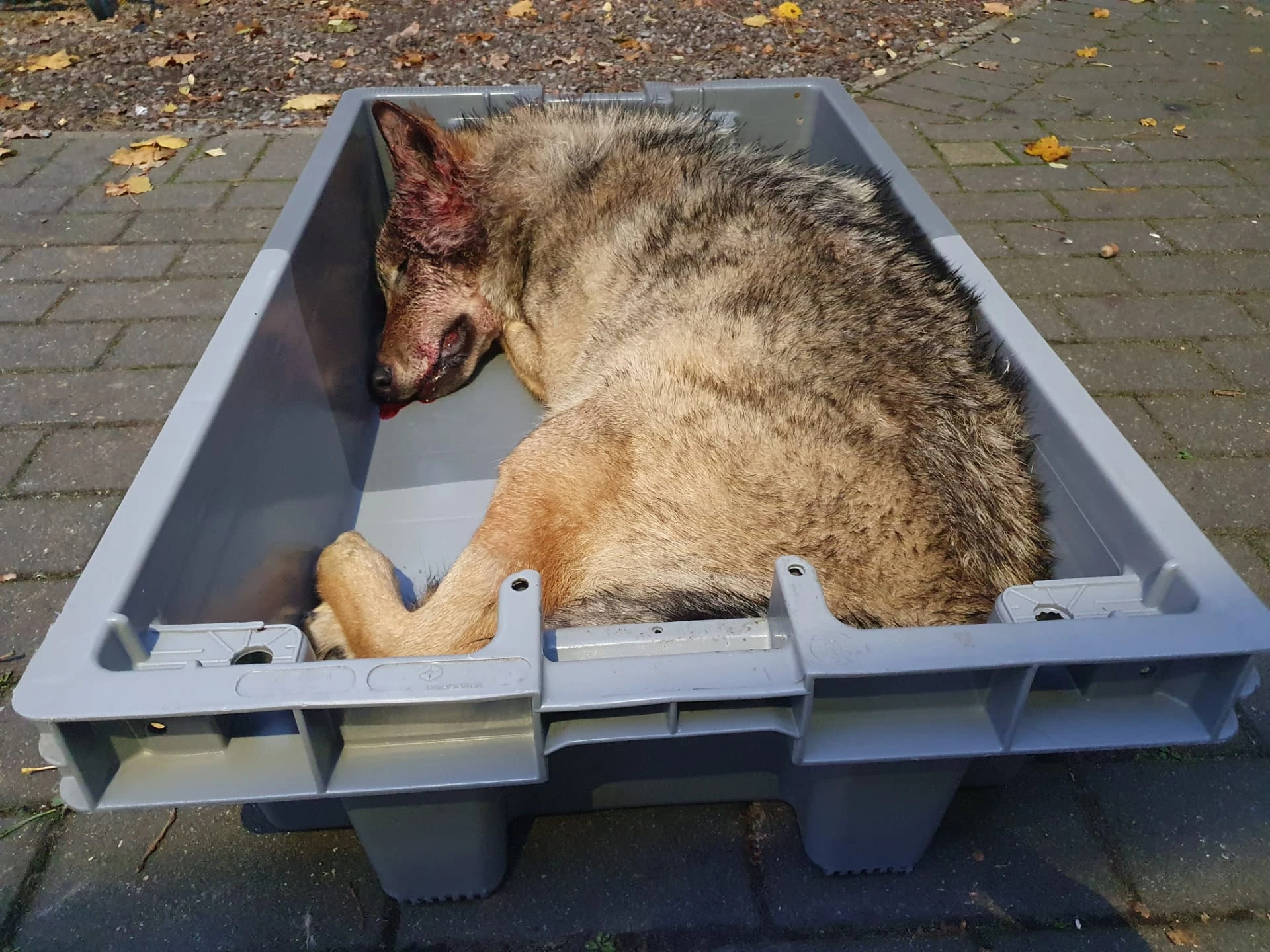 Tweede wolf doodgereden, nu op Weg naar Zwartberg in Meeuwen