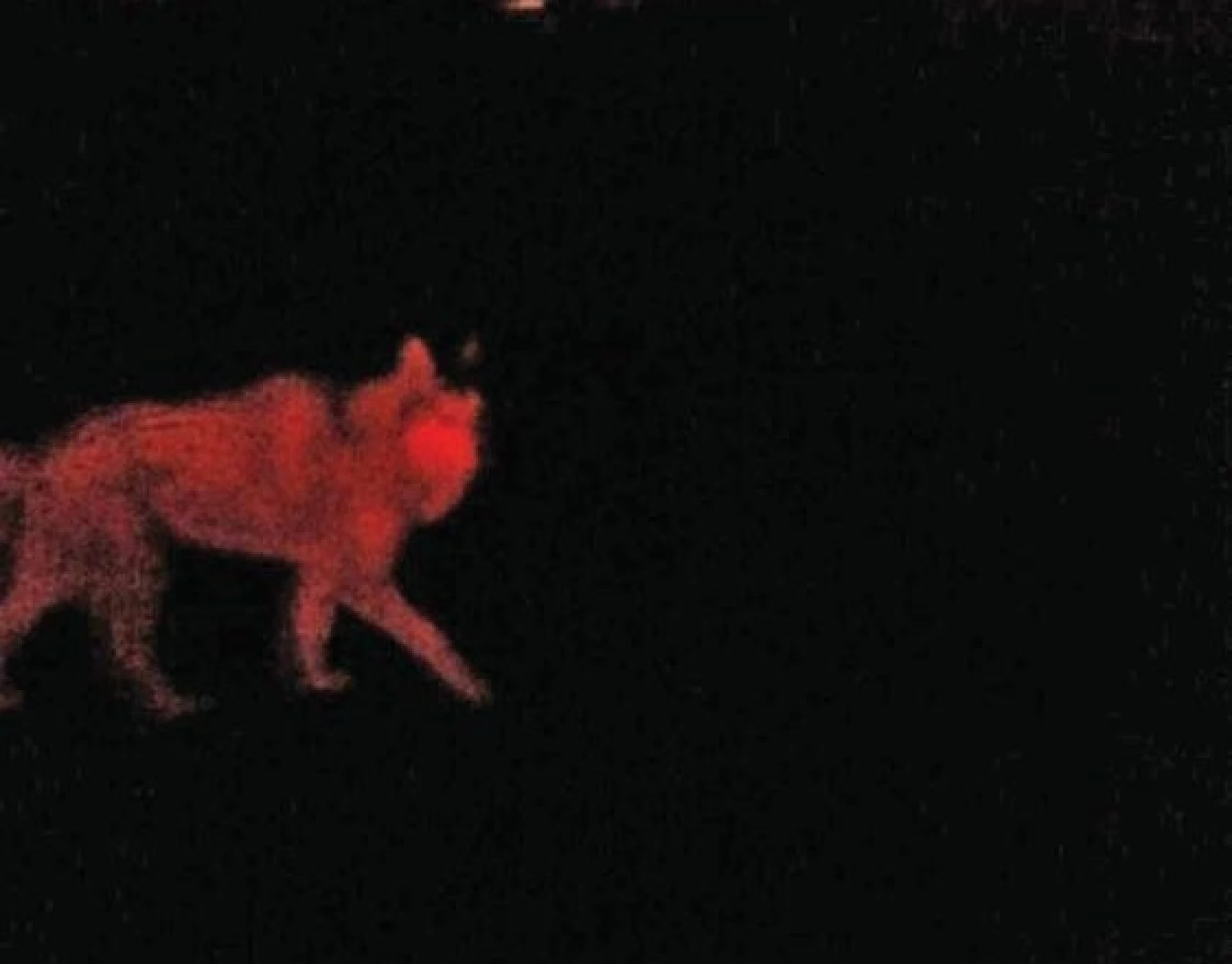 'Wolf' in Tervant blijkt hond te zijn