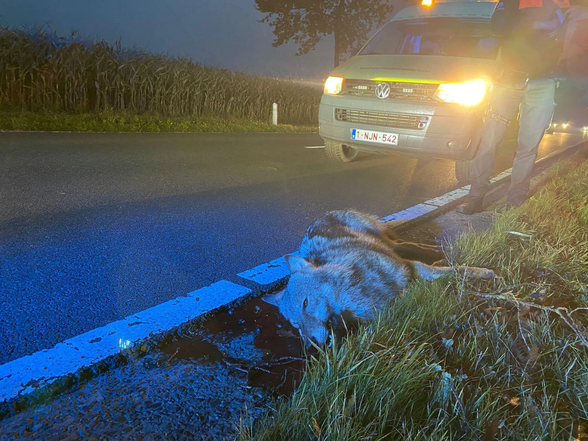 Jonge vrouwtjeswolf doodgereden in Peer