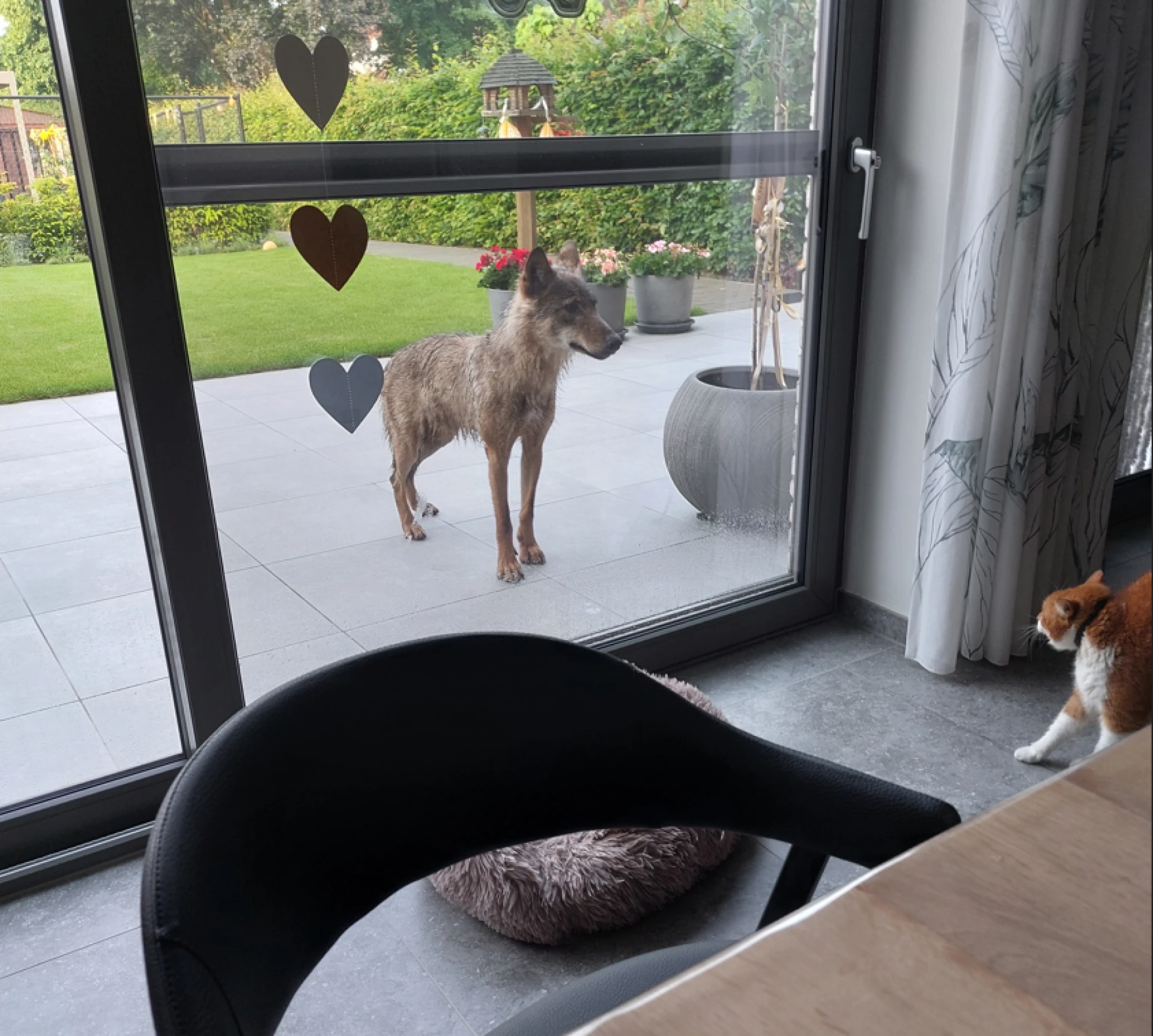 Wolf staat oog in oog met huiskat op terras in Dilsen