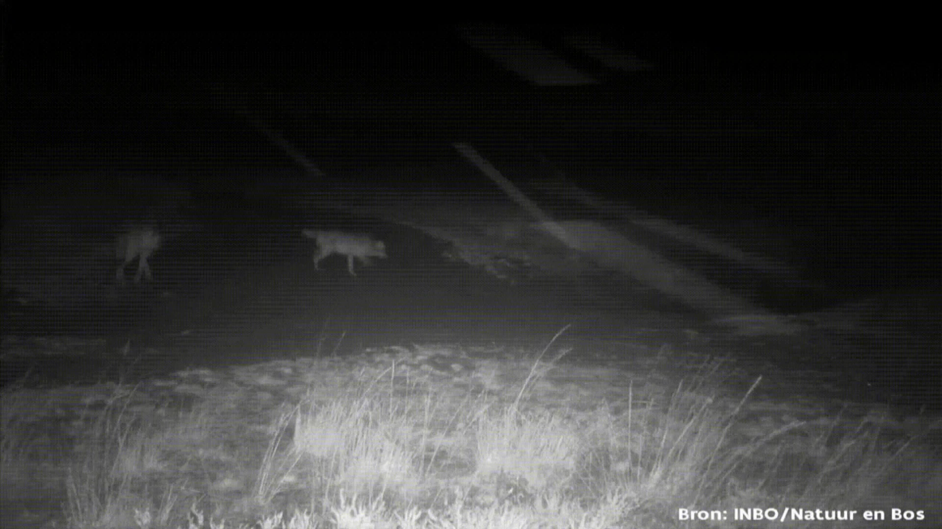Veulen in Hasselt niet doodgebeten door wolf