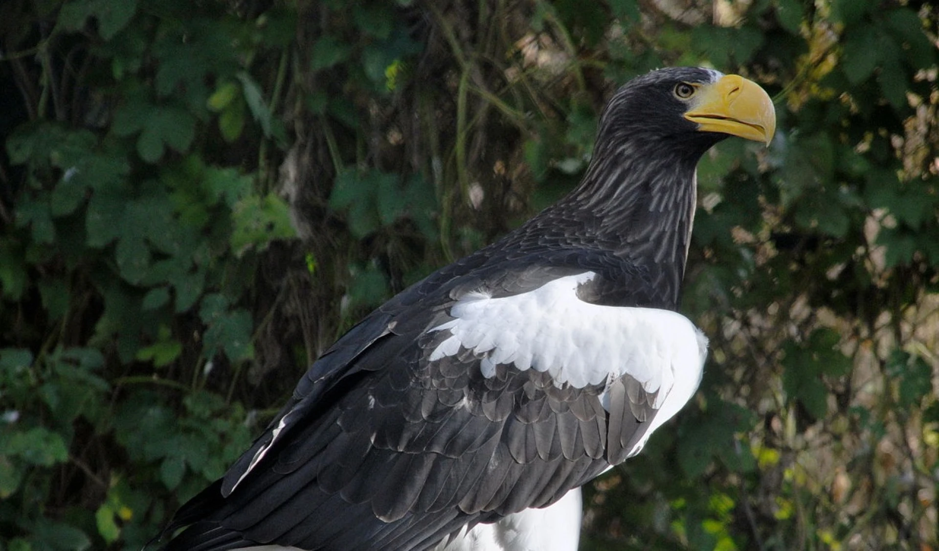 Zeearenden gespot in Lommel: "Probeer de vogels niet zelf te vangen"