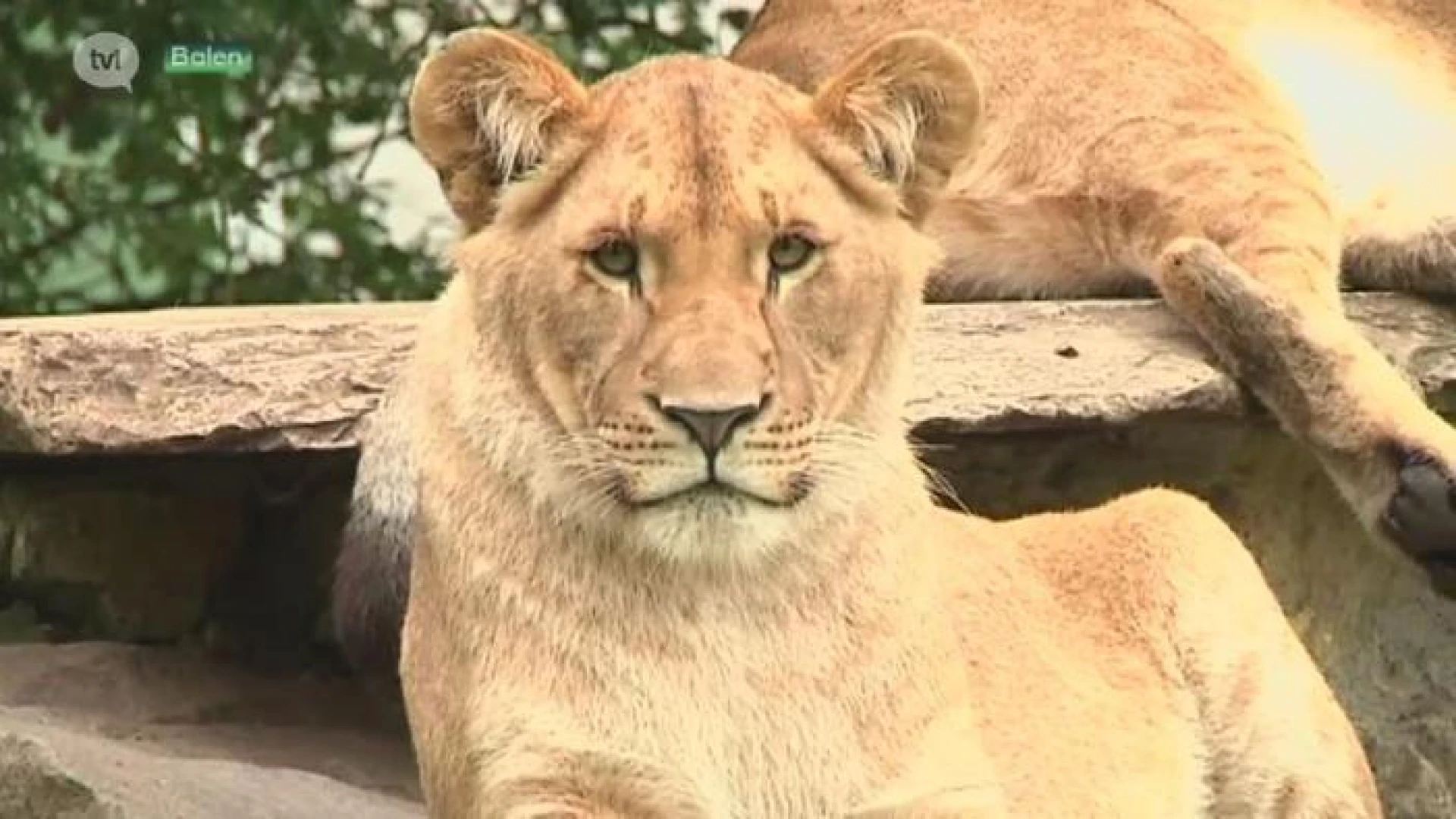 De Olmense Zoo mag opnieuw open