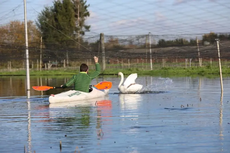 Natuurhulpcentrum redt zwaan in Pelt
