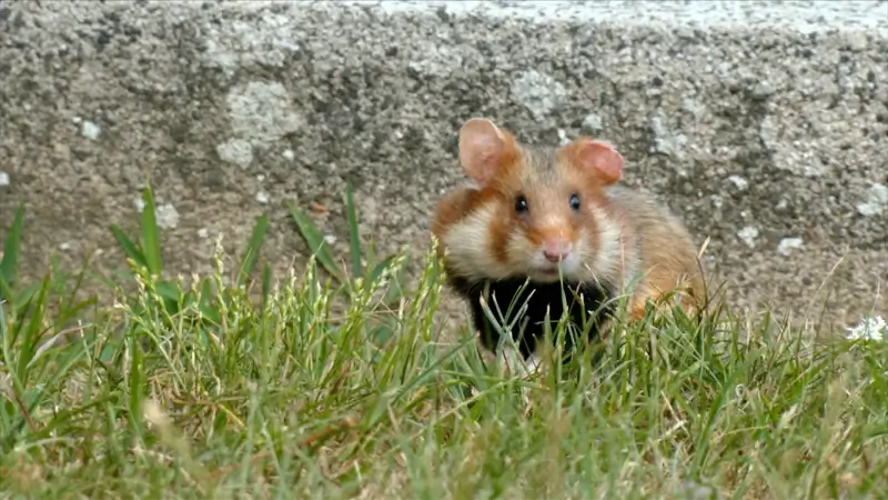 Vogelbescherming Vlaanderen sleept overheid voor rechter om wilde hamster van uitsterven te redden