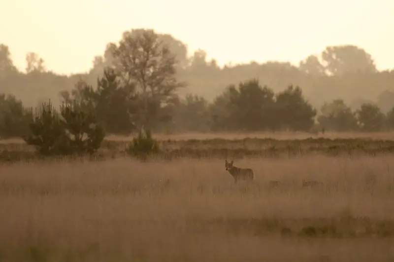 Minstens vier nieuwe wolvenwelpen in Limburg