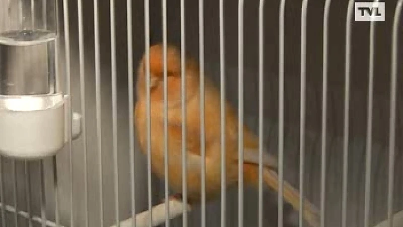 20.000 vogels op WK Zang- en siervogels Hasselt