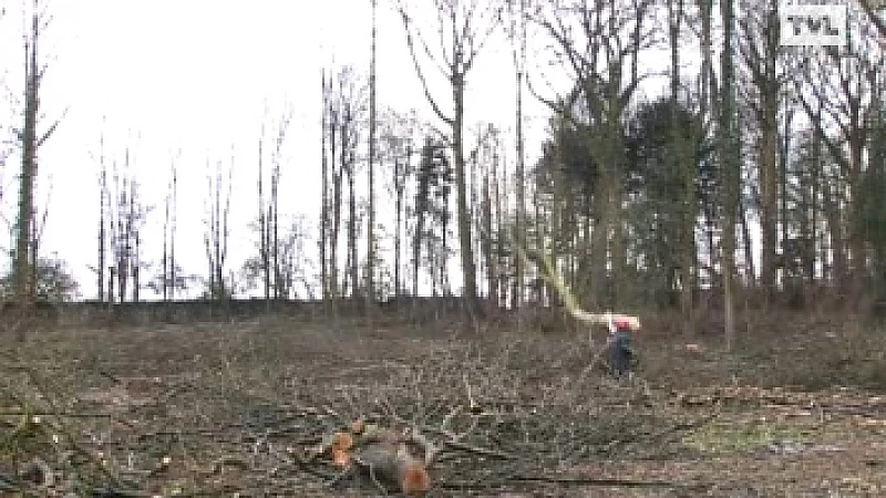 700 bomen gekapt in Alden Biesen