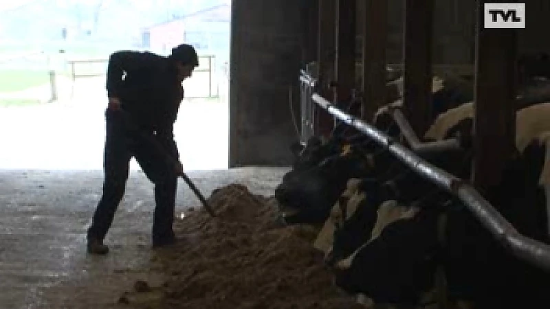 Aantal Limburgse boeren met 70 procent gedaald