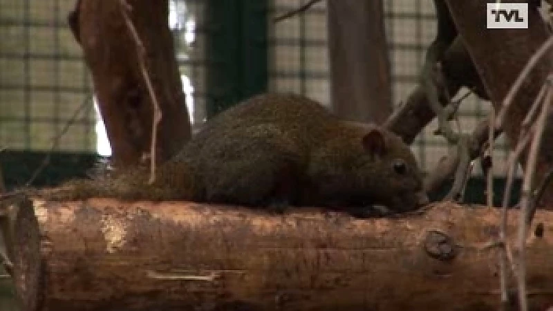 Exotische eekhoorns nemen Limburgse natuur in