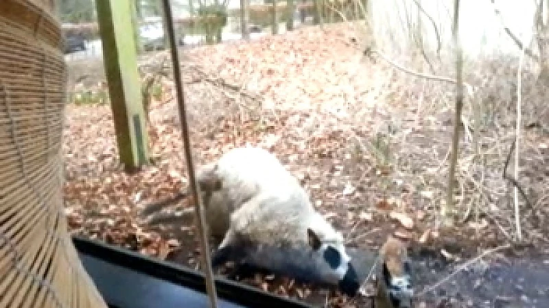 Daar is de lente