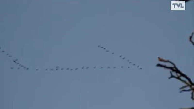 Kraanvogels trekken over Limburg en luiden lente in