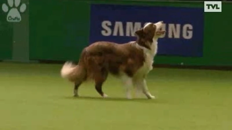Limburgse hond wint internationale prijs