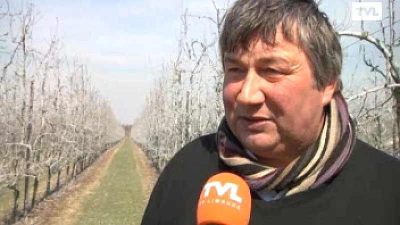 Bloesems in Haspengouw zijn later door vrieskou