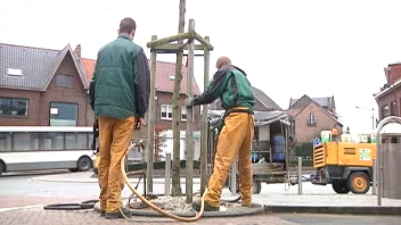 Bomen in Bilzen krijgen gezondheidskuur