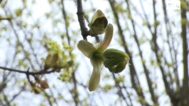 Bloesems nog niet in de bloei