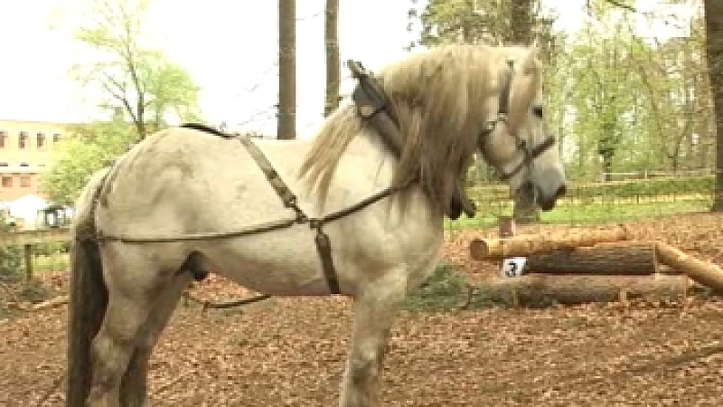 Dag van de trekpaarden in Lummen