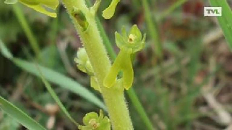 Zeldzame orchiedee gevonden in Bergerven