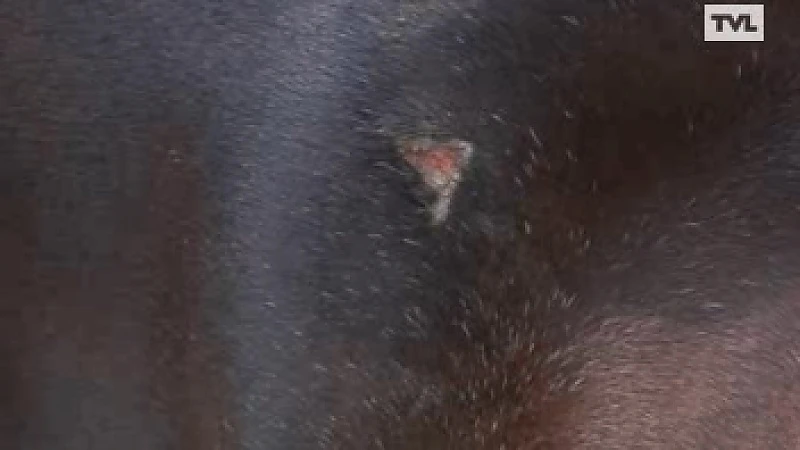 Haspengouw blijft in de ban van paardenbeul