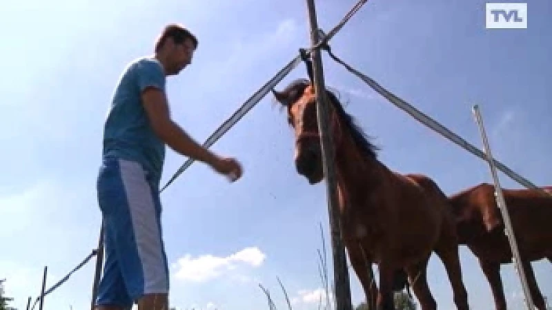 Sint-Truiden krijgt meldpunt voor paardenbeul