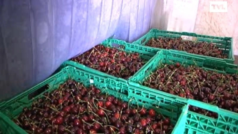 Belgische Fruitveiling investeert miljoen in kerseninstallatie