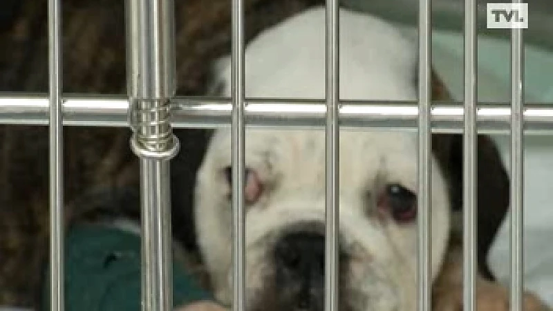Twee verwaarloosde bulldogpups overleden in Achel