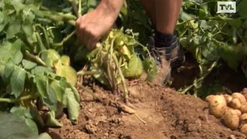 Slechte oogst voor aardappelen verwacht