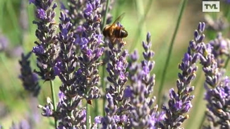 Jaarlijkse lavendeloogst in Stokrooie