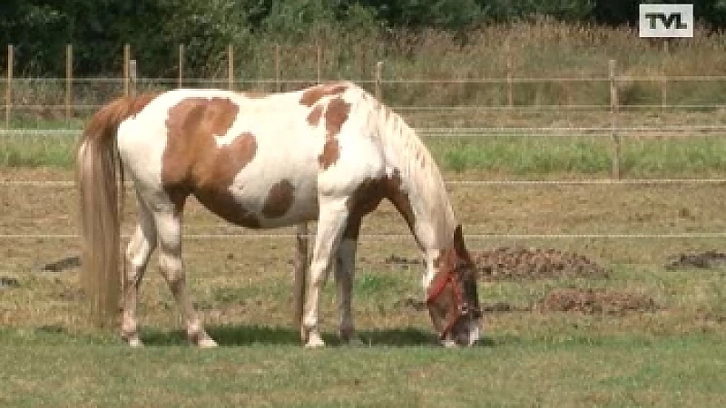 Ook in Koersel duikt paardenbeul op
