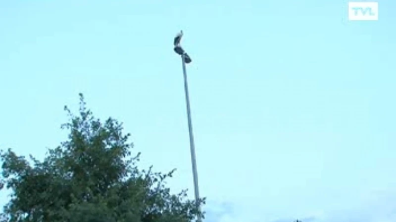Ooievaarkolonie houdt halt in Ham