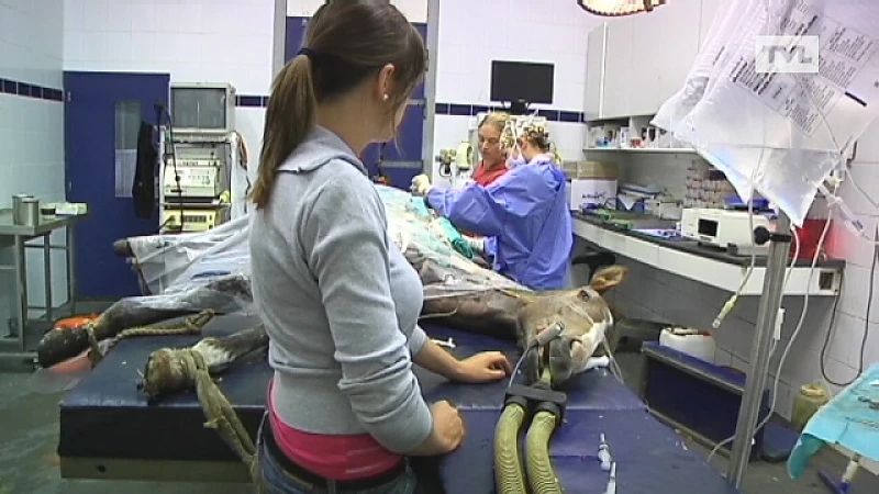 Ook in Nederland duikt paardenbeul op