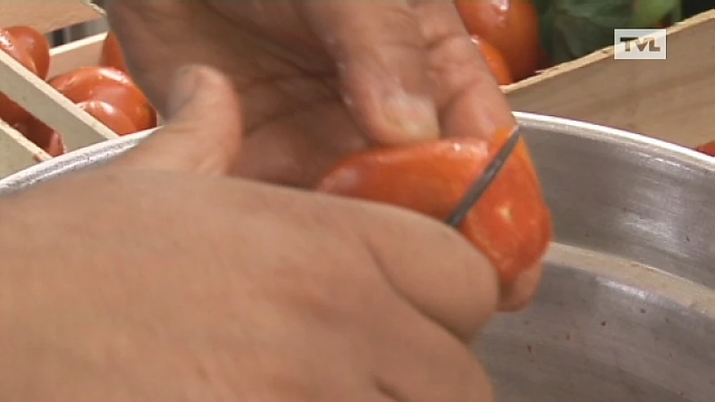 300 kilo tomaten voor Italiaans gerecht in Peer