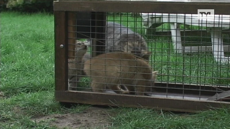 Zwerfkattenorganisatie en dierenarts klagen elkaar aan