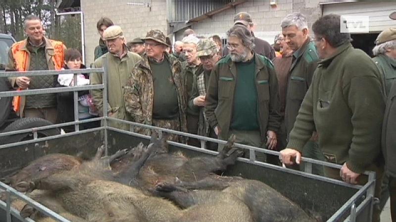 Jacht op everzwijnen met vallen en lokaas