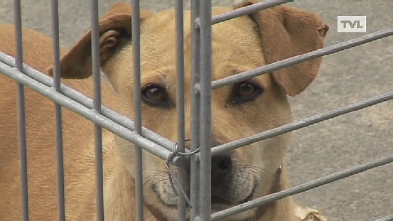 Provincie moet besparen op dierenwelzijn