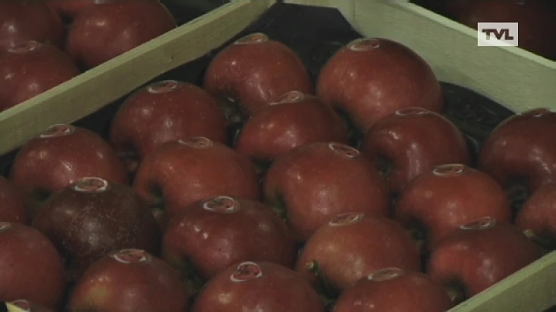 Belgische fruitveiling pakt uit met appel met rood vruchtvlees