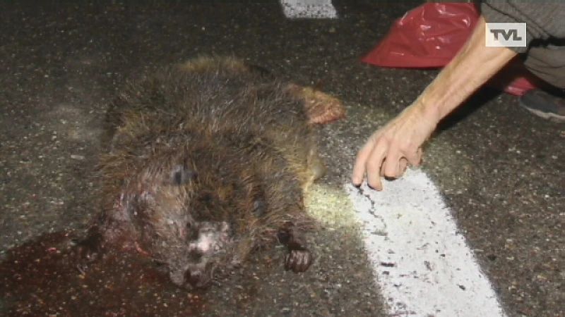 Veelbesproken bever doodgereden in Dilsen-Stokkem