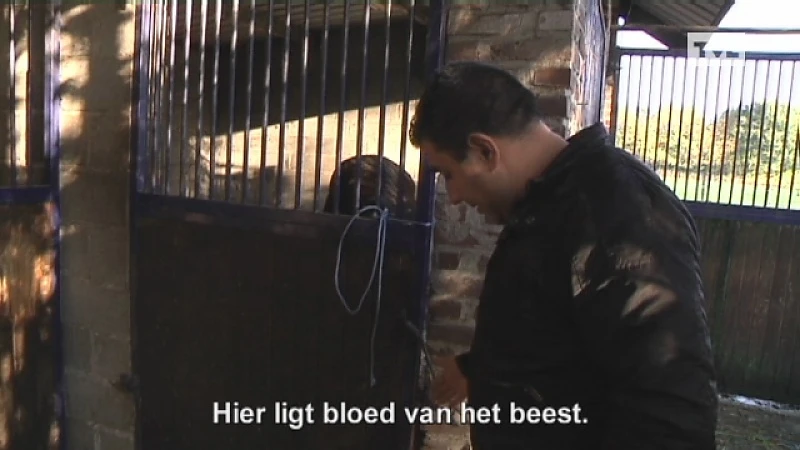 Paardenbeul slaat toe in Zutendaal