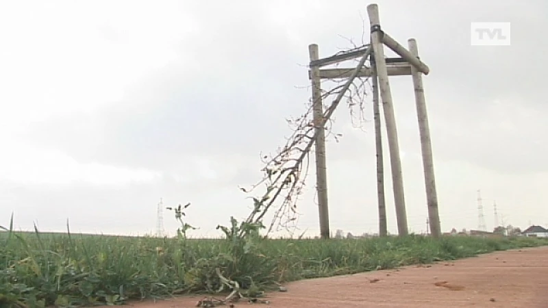 Bomen beschadigd in Riemst bij nieuw fietspad