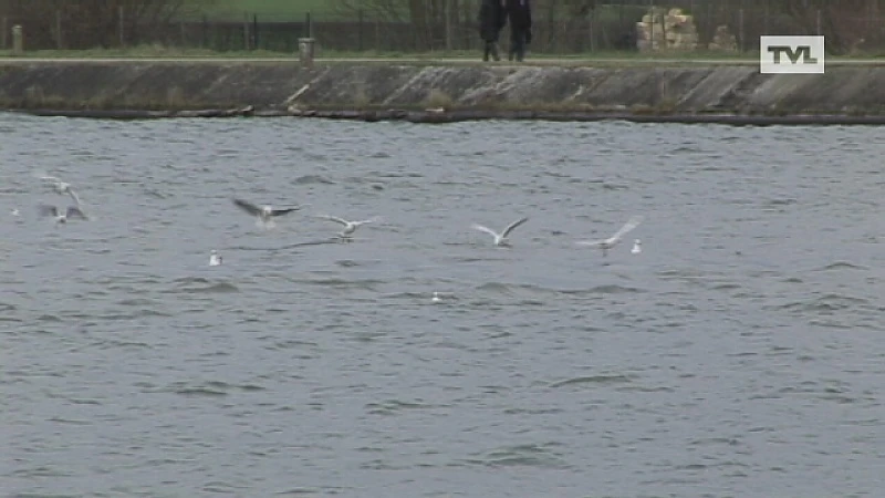 Opnieuw olievlek op Albertkanaal in Riemst