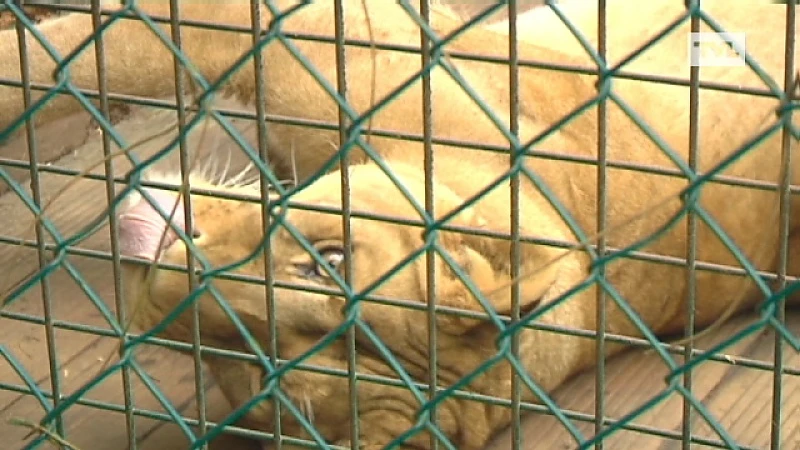 Vuurwerk: Natuurhulpcentrum neemt maatregelen voor dieren