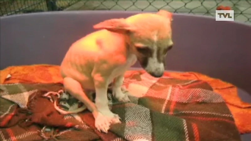 Filmpje hekelt wantoestanden bij Lommels dierenasiel