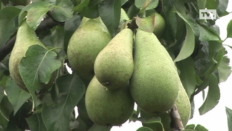 Verkoop Vlaamse peren naar China verdubbeld