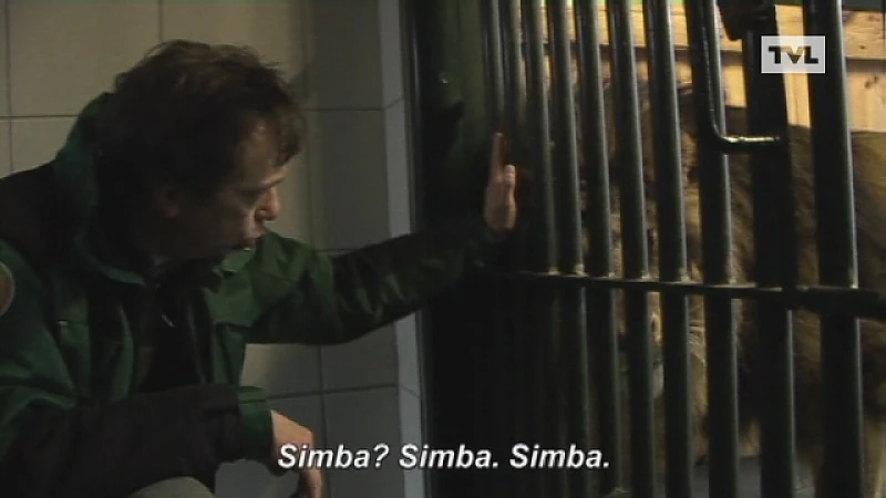 Leeuw Simba zegt Opglabbeek vaarwel